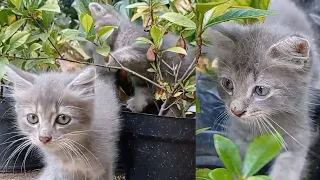 Kittens Playing in the Flower Garden 😻