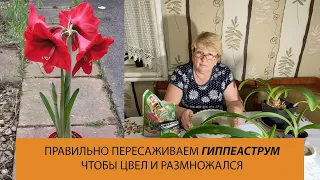 Гиппеаструм будет цвести и размножаться если правильного его пересадить