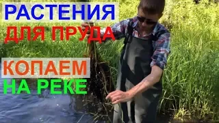 Копаем растения для пруда на реке. Водная мята. Частуха. Осока.