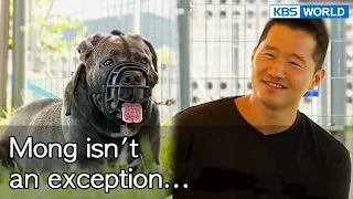 Mong isn't an exception... [Dogs are incredible : EP.138-3] | KBS WORLD TV 220906