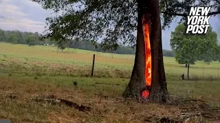 WATCH: Burning tree struck by lightning in Florida | New York Post