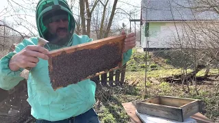 Неожиданно много расплода у пчел зимовавших без утепления