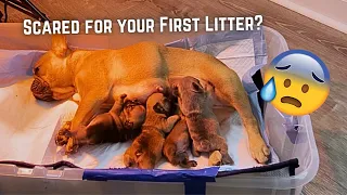 A Step by Step guide on your FIRST LITTER!! | Matt's Kennels
