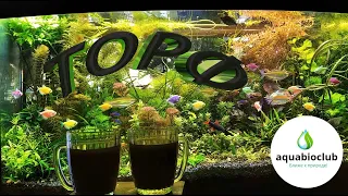 #Peat, the best #phytotherapy for #aquarium.