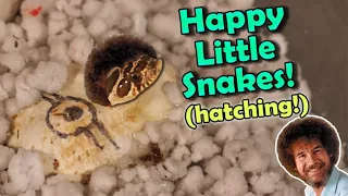 MORE Baby Hognoses are Hatching!! (including mini Bob Ross)