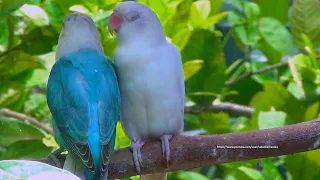The Sounds of Lovebirds - Blue Opaline & Albino - Lovebird Singing in the Morning
