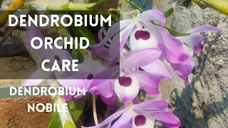 Dendrobium orchid care #orchid #orchidcare #dendrobiumnobile