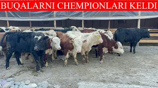 BUQALARNI CHEMPIONLARI KELDI SHOSHILING HARDOIMHAM KELAVERMAYDI BUNAQASI🐂🔥