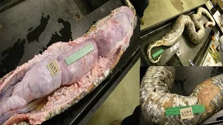 Giant 16-foot Burmese python is caught in the Florida everglades after devouring three DEER