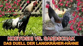 The eerily beautiful competition of the longcrower roosters - KOEYOSHI vs. SANJAK LONGCROWER chicken