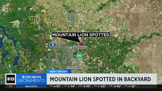 Sheriff: Mountain lion sighting reported in community near Stockton