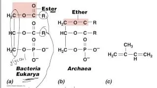 BIO367 lecture 3 part a Cell Structure & Function Launen