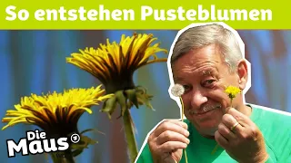 Vom Löwenzahn zur Pusteblume | DieMaus | WDR