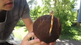 How to Grow a Coconut Palm from a Dehusked Coconut. Step-by-step