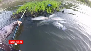 Segredos da pescaria de tilápia selvagem!!! Dicas preciosas e Tilápia bruta... #pescaria #tilapia