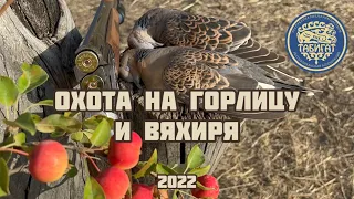 Охота на вяхиря и большую горлицу в Каракастеке . Сезон 2022.