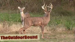 AWESOME HEART SHOT....Ravin Crossbow vs Whitetail Buck