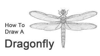 How to Draw a Dragonfly