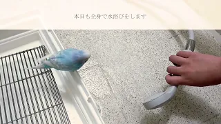 全身でシャワーを浴び、全身で扇風機の風を浴びるインコ