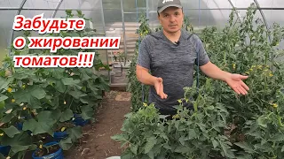Жируют томаты? Два простых действия это исправить! Сохраните урожай!