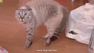 Dogs And Cats Getting Scared Over Nothing |  Funny pets Videos Compilation