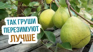 ФОРМИРОВАНИЕ ГРУШИ СТЛАНЦЕМ В СИБИРИ. Сорта груш для Сибири. Советы ЭКСПЕРТА Анатолия Сидоровича