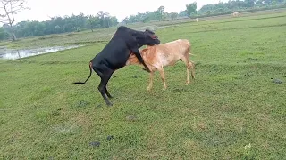 bull dengar fighting and cow meeting