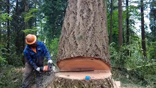 Logging In Washington State- Forest Jackson- BLLW