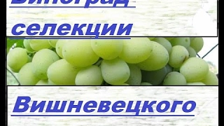 Виноград Вишневецкого  Grapes Vishnevetzkogo