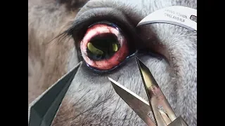 Deer Eye : How it works