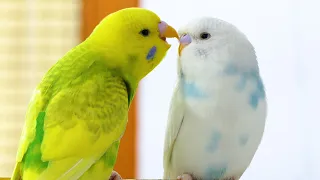 Budgie Sounds for Lonely Budgies