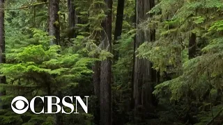 How trees communicate with one another using a complex subterranean system of fungi and roots