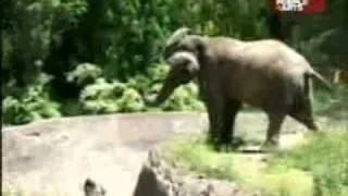 ELEFANTE