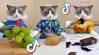 That Little Puff | Cats Make Food 😻 | Kitty God & Others | TikTok 2024 #82