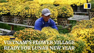 Flower village in Vietnam gears up for Lunar New Year