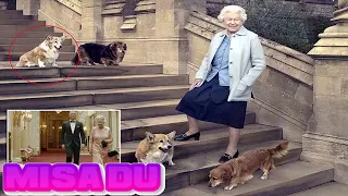 Queen 'hit extremely hard' by the death of her last corgi, Willow