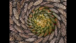 Landart Movie - Creations in Nature "Song of the Tide"