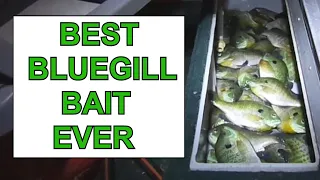 This is the BEST BAIT FOR BLUEGILLS.  CATCH MORE BLUEGILLS