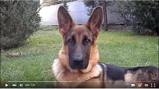 Super Funny German Shepherd puppy. ЗАБАВНЫЙ ЩЕНОК немецкой овчарки.Одесса.