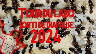 TOUR du labo. Visite de  sorti de diapause 2024 pour mon élevage de fourmis.Medoc72.