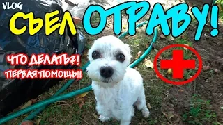 Билли ОТРАВИЛСЯ!!! Укусил клещ! Как помочь собаке?