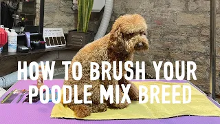 How to Brush your Poodle Mix | Advice from a Professional Groomer | Everyday Routine POODLE BREEDS