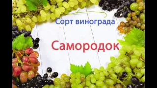 Виноград сорт Самородок