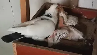 Отец кормит своих ненасытных пискунов/Father feeds his insatiable birds