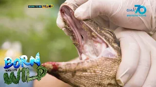 Born to be Wild: Doc Ferds gives medical assistance to 11 monitor lizards in distress