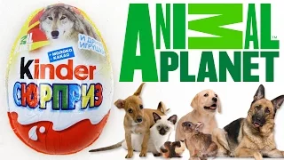 Киндер Сюрприз Планета животных 2015 | Kinder Surprise Animal Planet 2015