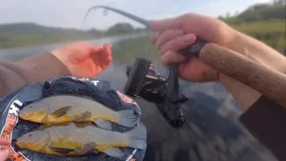 My first tench of 2024! (feeder fishing with pop ups)