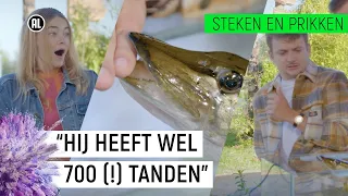 DOODSBANGE PRESENTATOR WORDT GEBETEN DOOR SNOEK! | Steken en Prikken S2 #10 | NPO Zapp