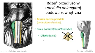 Rdzeń przedłużony i Twór siatkowaty (pełna wersja)