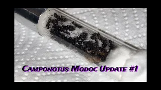 Camponotus Modoc Update 1 | Coming out of Diapause